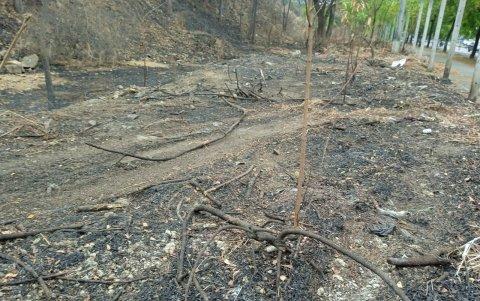 Efecto. Así quedó un tramo del cerro, a escasos metros de la autopista Narcisa de Jesús.