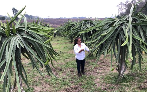 Una plantación de pitahaya en Ecuador.