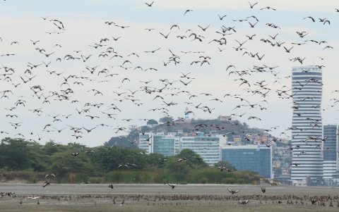 Sobre el banco de arena, se pudo divisar decenas de aves. El islote se ha convertido en su hábitad.