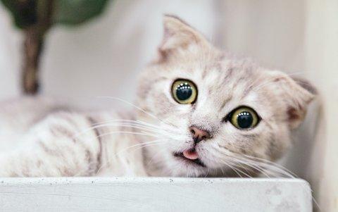 Hay gatos que huyen de casa asustados debido a los ruidos.