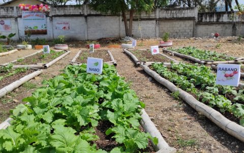 Cosecha. En las siembras participan al menos 15 familias de los distritos donde ha llegado el programa.