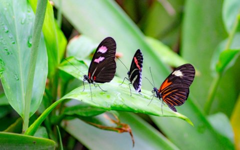 Quito se ha caracterizado por la presencia de varias especies de mariposas que ahora empiezan a escasear.