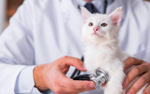 La atención veterinaria incluye varios aspectos, que dependen de cada caso.