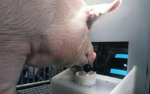 Cerdos siendo parte de una investigación con videojuegos.