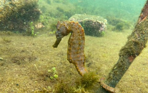 Fauna en islas Galápagos.