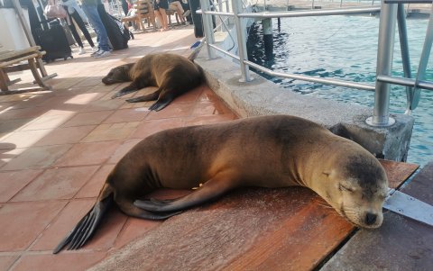 Fauna en islas Galápagos.