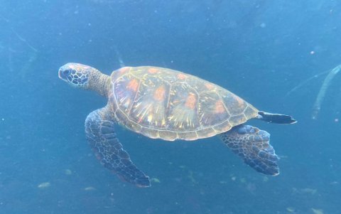 Fauna en islas Galápagos