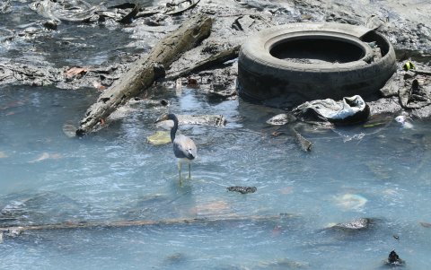 Daño. Esta imagen es común en el estero Salado. Llantas y fango junto a las aves de la ciudad.