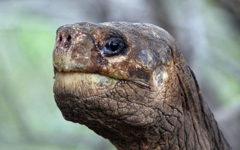 GALÁPAGOS. Alrededor de 450 tortugas gigantes fueron analizadas para detectar estos nuevos virus.