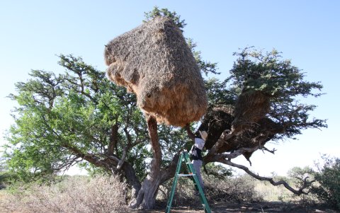 El investigador Olufemi Olubodun examina un nido colectivo de tejedores republicanos en una acacia.
