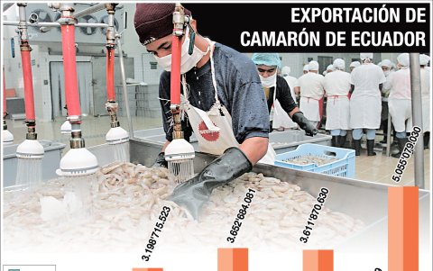 La venta al mundo del camarón ecuatoriano.