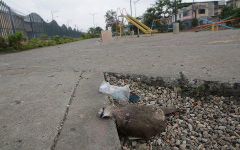 Además del excremento de mascotas, grafitis, hay una ave muerta en el sitio.