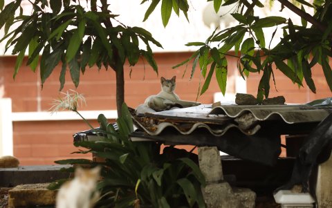 Algunos gatos se quedan en los tejados para cuidar sus casas.