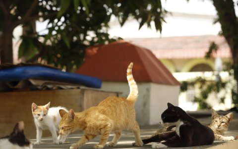 Los felinos se han tomado ese sector de La Saiba. Ahí descansan, juegan y comen gracias a los vecinos.