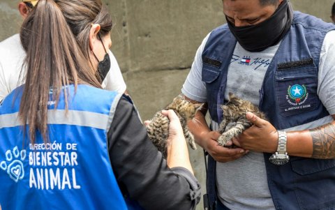 Los felinos hallados fueron rescatados y están en proceso de adopción.