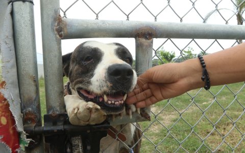 Fundaciones. Organizaciones privadas actúan con bajos presupuestos.