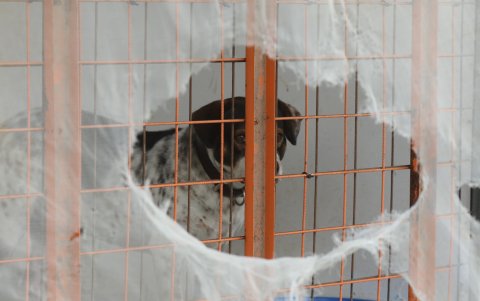 Especialistas hacen énfasis en la necesidad de que existan más campañas de adopción y de concientización.