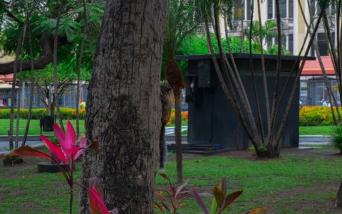 Las ardillas, según informaron las autoridades, están en época de reproducción.