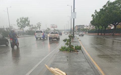 Así quedaron otras especies sobre la vía.