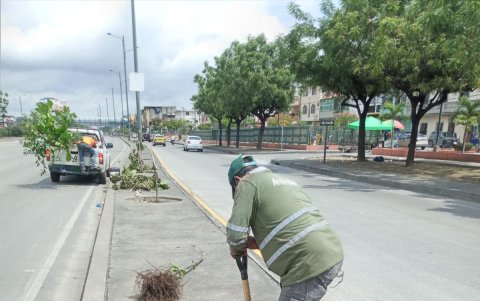 Especies como algarrobos han sido plantadas en el sitio.