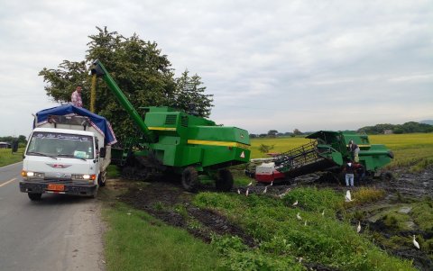 Cultivo. La cosecha del arroz en el cantón Daule.