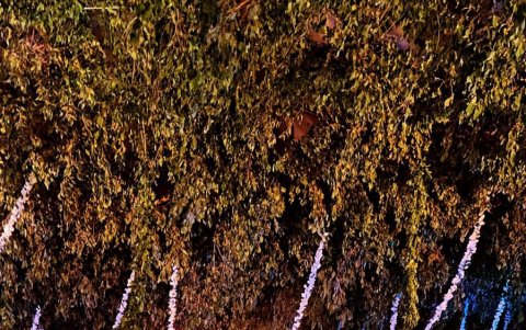 Pastel y mesa de dulces.