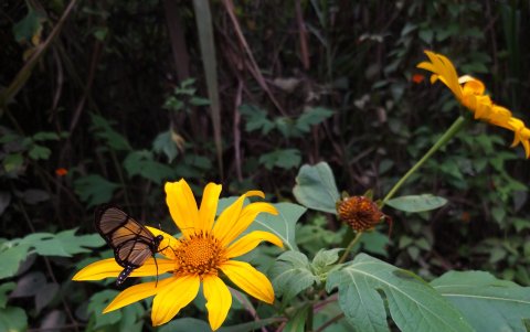 Esta es solo una muestra de aproximadamente un centenar de especies de mariposas que se pueden observar en Mindo.