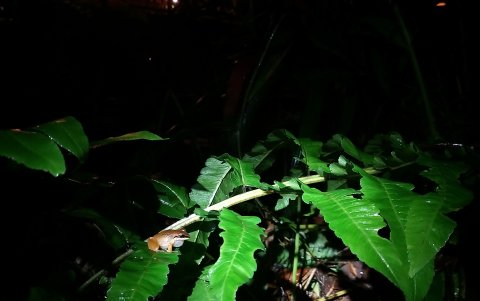 Hay un lugar para disfrutar del ‘concierto de las ranas’. Existen varias especies.