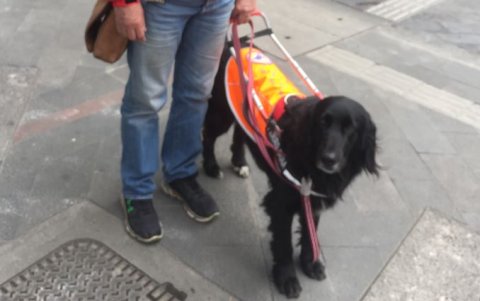 En Ecuador existe una escuela para perros guía.