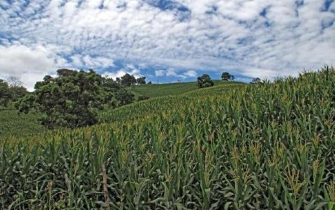 Siembra.- Un cultivo de maíz en Ecuador.