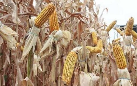 Clima.- Si las lluvias y la temperatura se mantiene habrá una buena cosecha de maíz, según Aprobal.