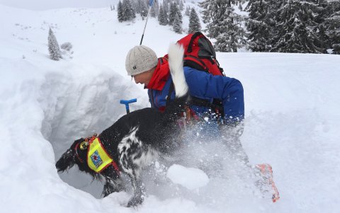 Los animales pasan por un riguroso entrenamiento para ser rescatistas.
