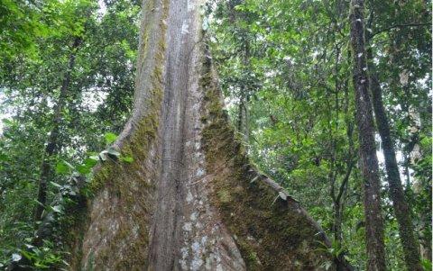 Hay leyendas sobre el árbol gigante de que está protegido por duendes y demonios.