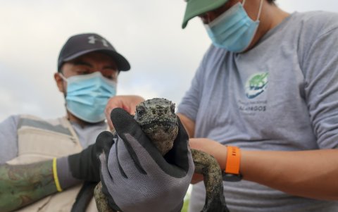 El técnico en manejo de recursos pesqueros y especialista en el monitoreo de ecosistemas marinos en el Parque Nacional Galápagos, Alberto Proaño (d), realiza un registro de las iguanas marinas, el 8 de febrero de 2022, en la isla Santa Cruz (Ecuador).