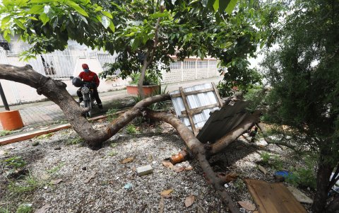 Árboles se caen debido al mal estado