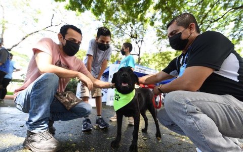 Mascotas. Los animales, según el Municipio, están vacunados.