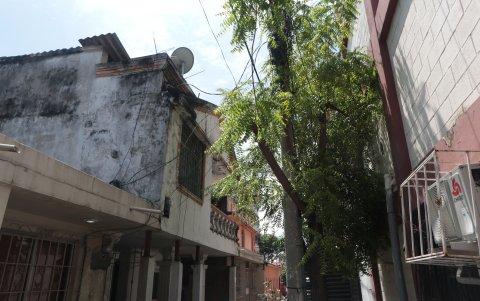En las peatonales y parterres, los árboles han crecido, incluso, han superado la altura de las viviendas, originando más de una molestia.