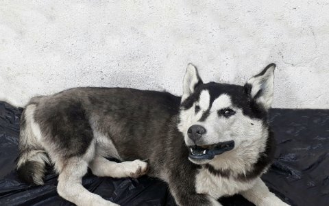 Kira murió a los seis meses cuando unos delincuentes la envenenaron.