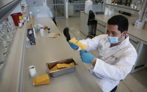 Un técnico selecciona semillas en un laboratorio de la planta Semillas del Futuro,