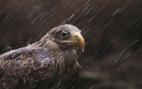 Un ejemplar de un aguila de cola blanca Haliaeetus albicilla.
