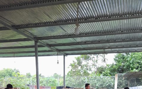 Expertos seleccionan lo mejor de la cosecha  del jengibre para exportar.