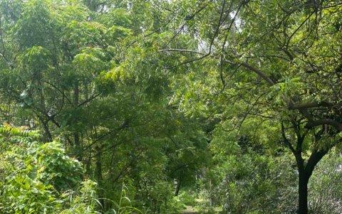 La zona está llena de maleza y mosquitos.