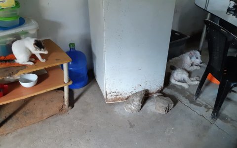 La situación precaria en la que vive la artista en El Recreo (Durán) está a la vista.