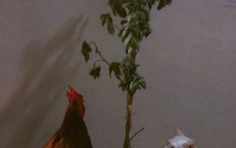 Federico comparte con los otros animales de compañía del hogar.