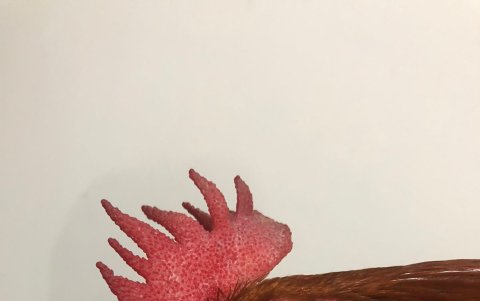 Federico quedó tuerto cuando iba a entrenar para una pelea.