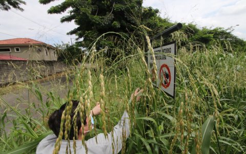 El monte crecido incluso tapa los letreros