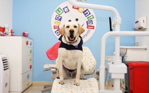 Aldo recibe a los niños en las consultas. Juega con ellos. Responde a 30 órdenes.