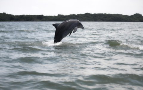 En El Morro y Posorja los delfines se dejan ver por los visitantes.
