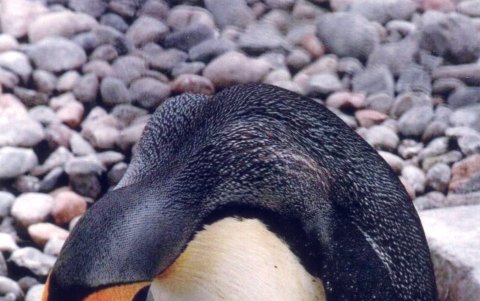 Un pollo de pingüino real acaba de salir del cascarón ante la atenta mirada de su madre.