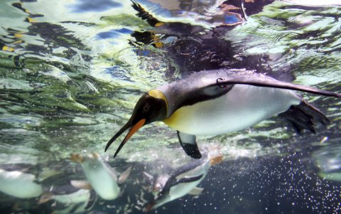 El pingüino rey es la segunda subespecie de pingüino más abundante y se encuentra principalmente en las islas subantárticas.